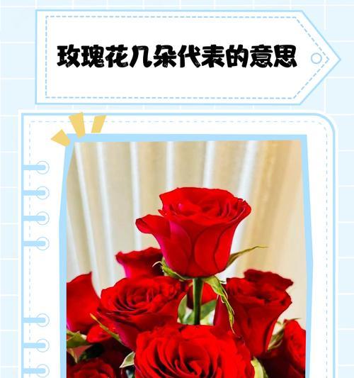 粉色玫瑰花的含义是什么？它象征着什么？