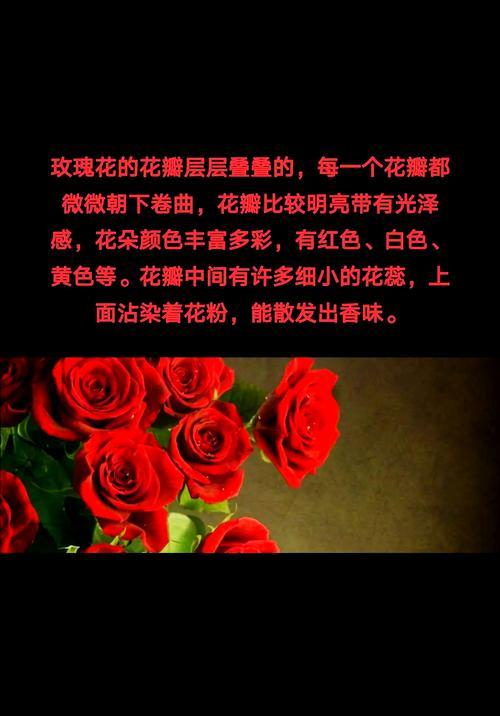 红色玫瑰花数量不同代表什么？每朵玫瑰花的寓意是什么？