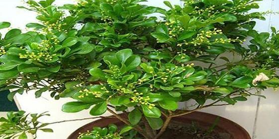 绿色五花的寓意是什么？它象征着什么？