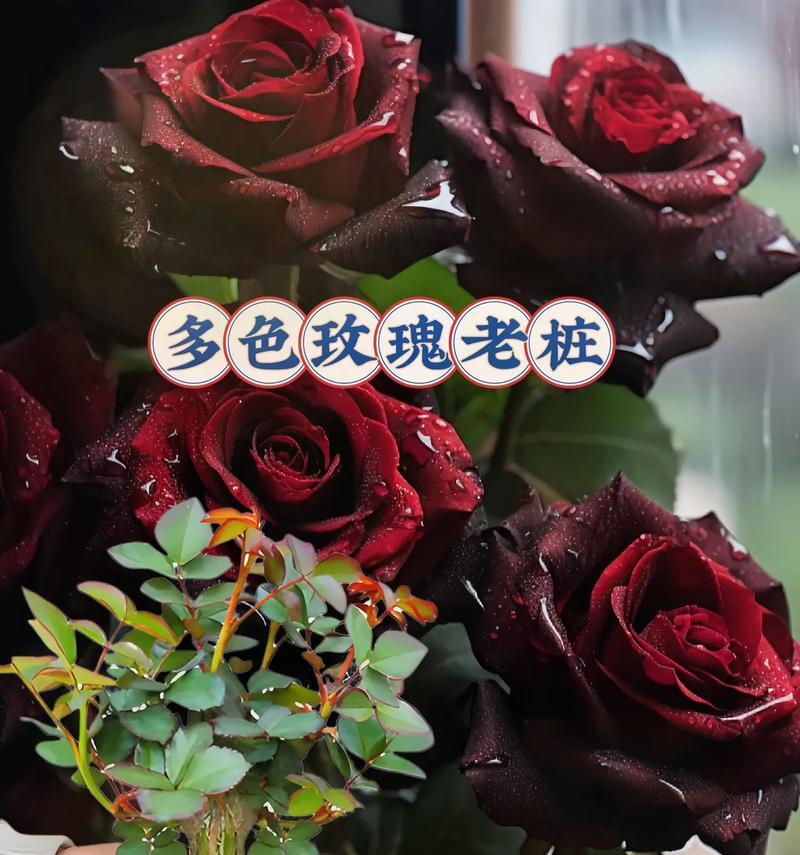 复色玫瑰花代表什么？复色玫瑰花的象征意义是什么？