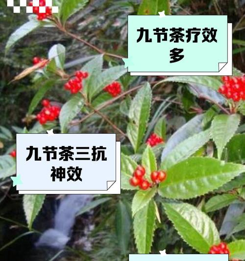 九节花的花语是什么？它在不同文化中的含义有何不同？