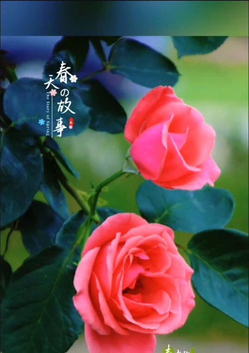 为何说有你的季节花最美？