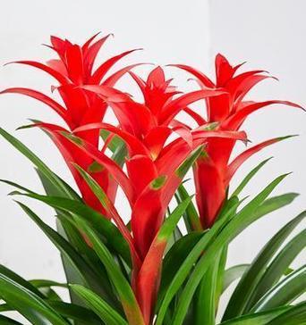 哪些花寓意家庭美满？