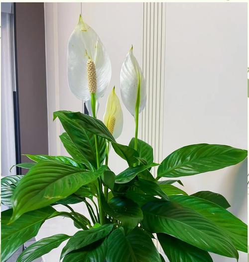 哪些花寓意家庭美满？