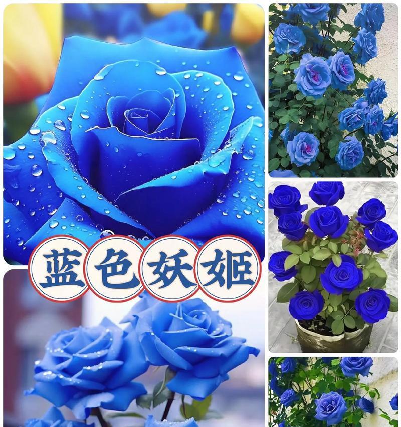 蓝色妖姬花代表什么含义？蓝色妖姬花语有哪些？