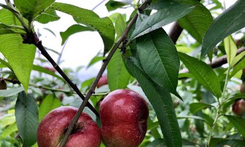 红梅手捧花桃子象征什么？