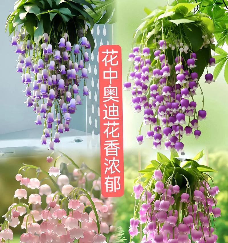 什么花象征小朋友健康平安？小朋友的花语是什么？