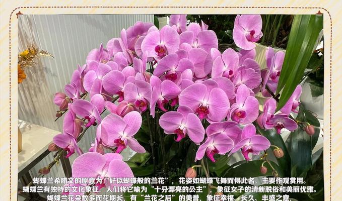 黄色花的花语是什么？黄色花代表什么含义？