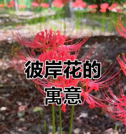 青色彼岸花代表什么意义？