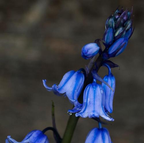 兰陵花的花语是什么？兰陵花在文化中的象征意义有哪些？