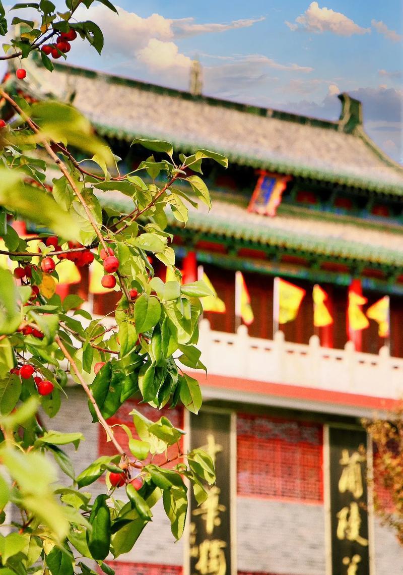 兰陵花的花语是什么？兰陵花在文化中的象征意义有哪些？