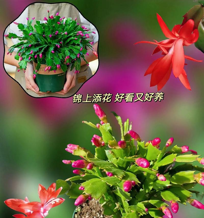 花语乾坤鸿运珠是什么意思？鸿运珠的花语有哪些？