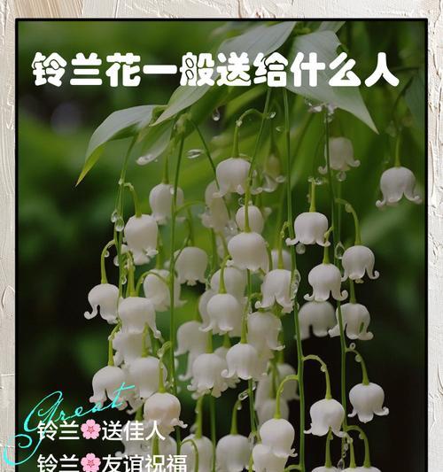哪些花寓意表示祝福？如何用花表达祝福？