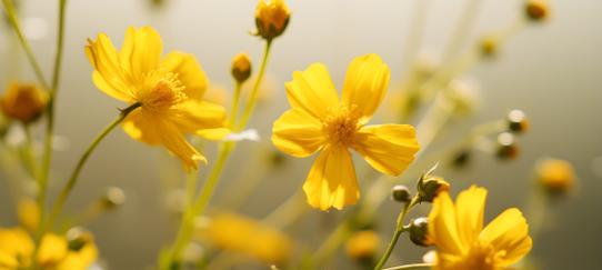 生日送黄色花有何寓意？黄色花在生日礼物中的含义是什么？