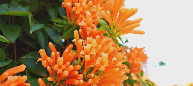 橙色花象征着什么？橙色的花有哪些特别的含义？