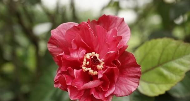 芙蓉花在爱情中象征着什么？它的意义是什么？