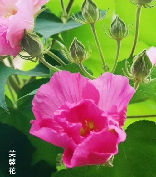 芙蓉花在爱情中象征着什么？它的意义是什么？