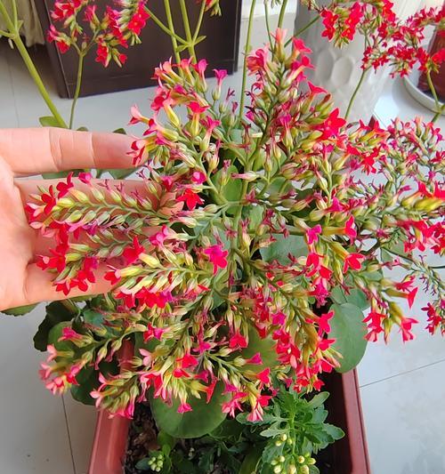 大叶凤尾长寿花的寓意是什么？