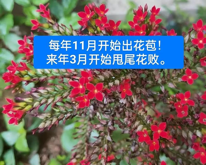 大叶凤尾长寿花的寓意是什么？
