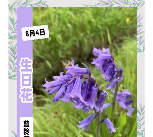 绿色花在生日中代表什么？