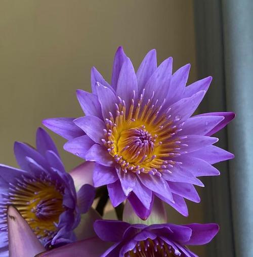 哪种花象征吉祥好运和纯洁？它的寓意是什么？