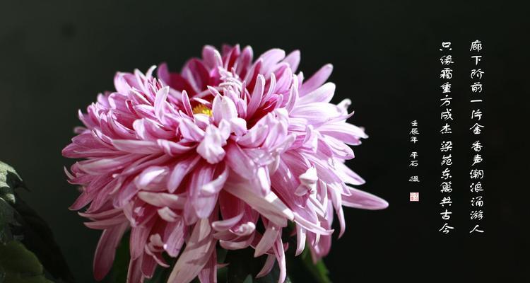 春节期间常见的花有哪些？它们各自代表了什么花语？