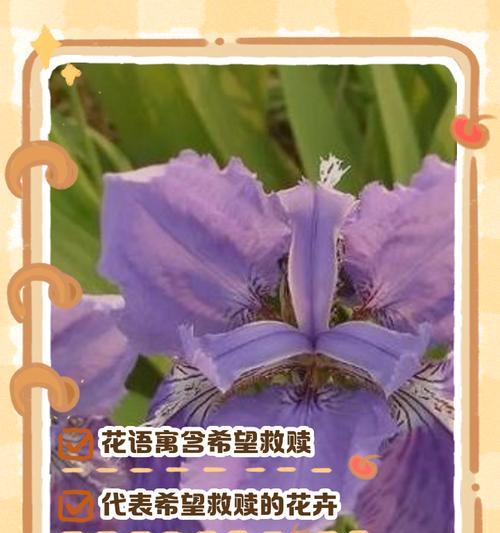 春节期间常见的花有哪些？它们各自代表了什么花语？
