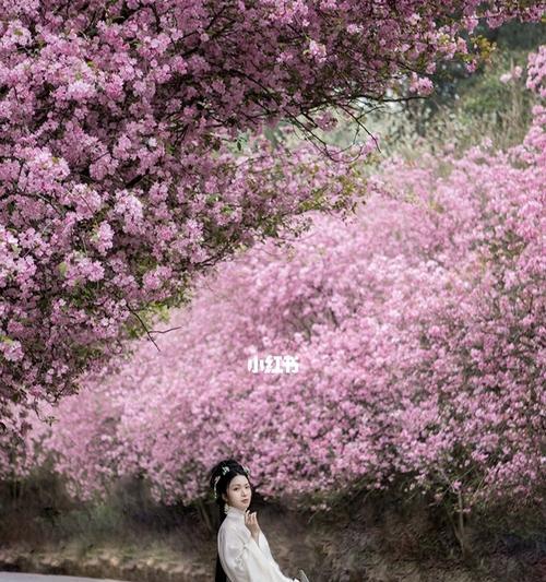 粉色汉服的花语代表什么？