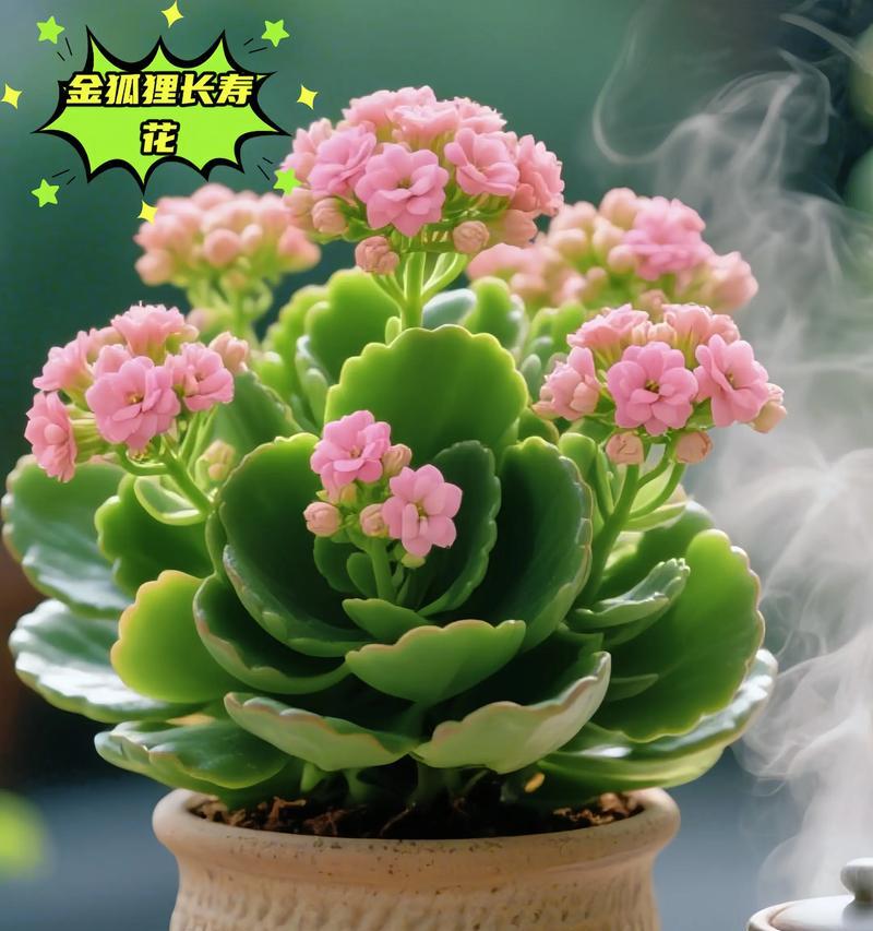 盆栽长寿花的花语和寓意是什么？长寿花象征什么？
