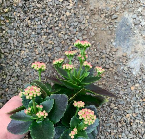 盆栽长寿花的花语和寓意是什么？长寿花象征什么？