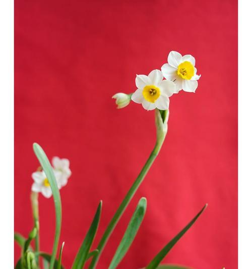 百花齐放象征什么？繁荣的花语有哪些？