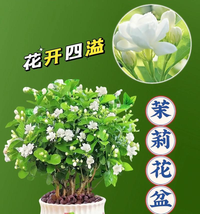哪种花寓意身体健康？它的花语是什么？