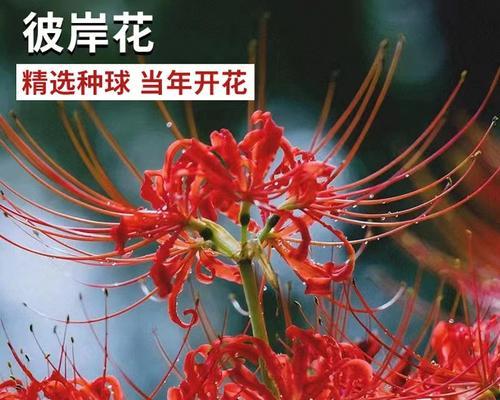 红色彼岸花代表什么？彼岸花的含义是什么？
