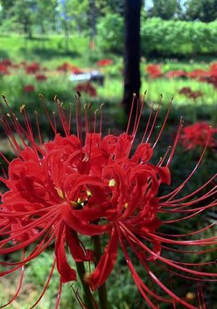 红色彼岸花代表什么？彼岸花的含义是什么？