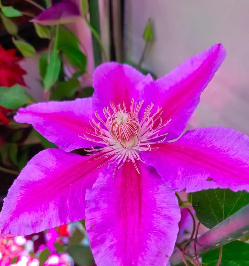 什么花寓意平平安安？寓意平安的花卉有哪些？