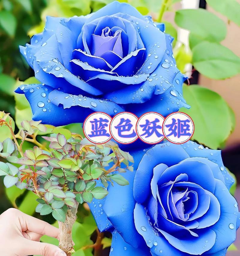 捡到蓝色花意味着什么？蓝色花的花语有哪些？