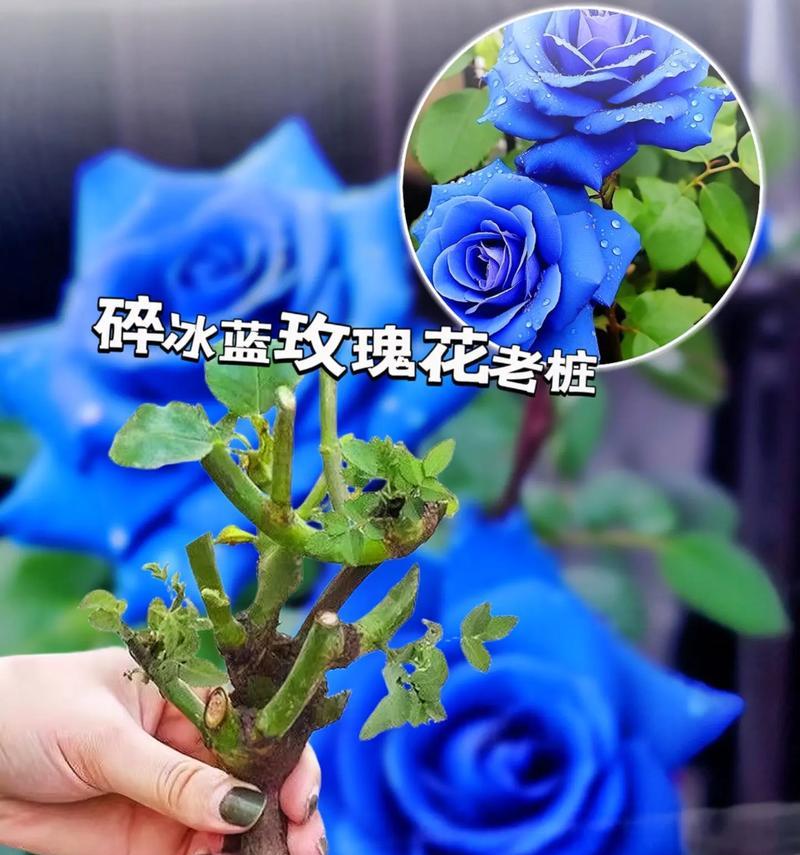 捡到蓝色花意味着什么？蓝色花的花语有哪些？