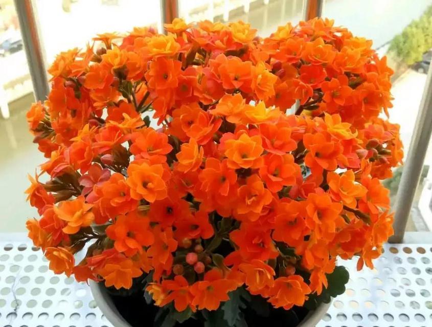 吉祥花开花的寓意是什么？