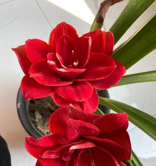 哪种红色的花寓意最深？红色花卉中最具象征意义的是哪一种？