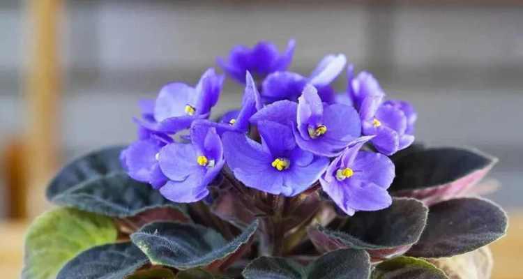 龙年的吉祥花语是什么？龙年有哪些吉祥的花？