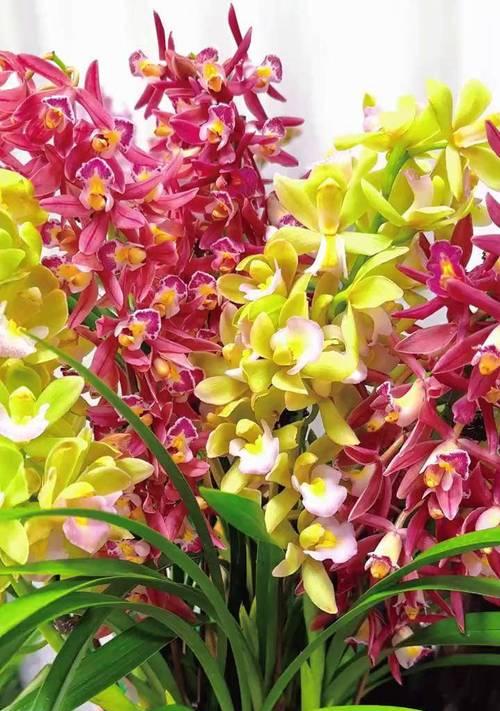 龙年的吉祥花语是什么？龙年有哪些吉祥的花？