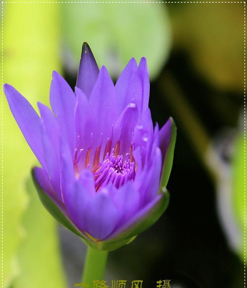 紫色花语在瓮安地区有何特别含义？如何解读紫色花语？