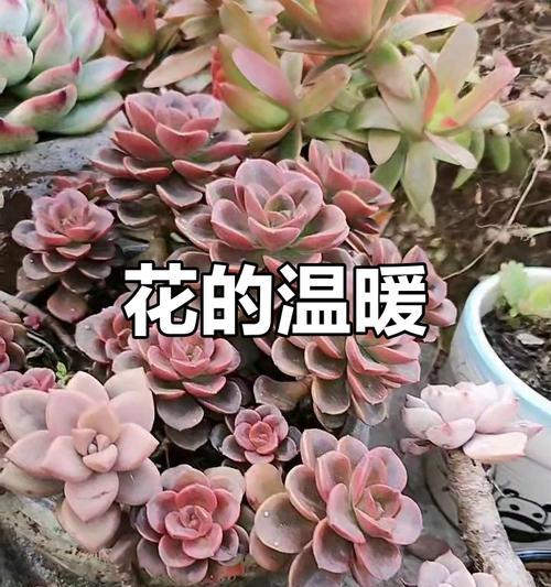 哪种花象征善良快乐？如何用花表达善良和快乐？