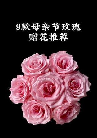 粉色玫瑰花几朵的含义是什么？它们象征着什么？