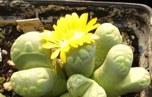 黄色生石花的寓意是什么？花语有哪些特点？