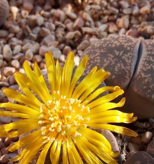 黄色生石花的寓意是什么？花语有哪些特点？