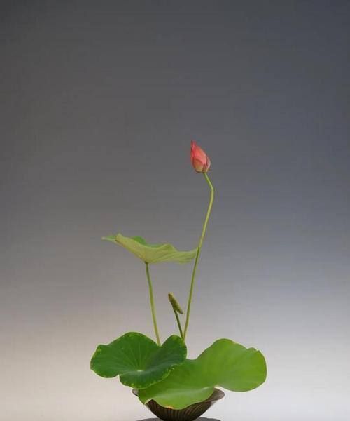 哪些花材组合象征富贵平安？富贵平安的花材组合有哪些？