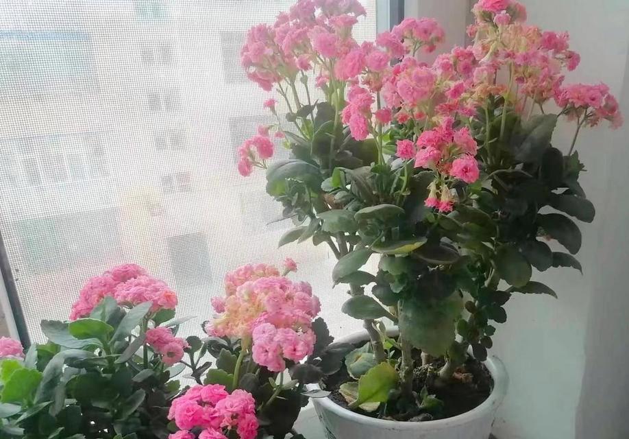 哪种花象征妈妈的健康？送妈妈什么花最合适？