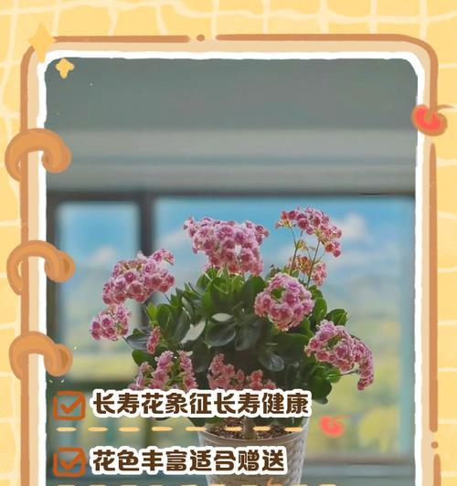 象征长寿安康乐的花有哪些？