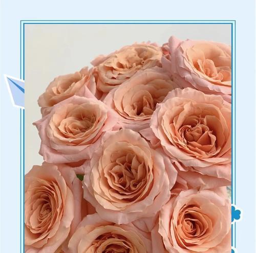 粉色玫瑰花语是什么？粉色玫瑰代表什么？